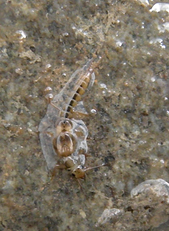 Sotto i sassi del fiume Secchia: larve di Ephemeroptera e Plecoptera